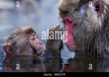 Macaque giapponese (Macaca fuscata) baby toelettatura sua madre mentre sommerso in thermal hotspring pool. Jigokudani Yean-Koen National Park, Giappone, febbraio. Foto Stock