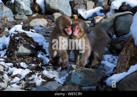 Macaque giapponese (Macaca fuscata) i bambini a giocare. Jigokudani Yean-Koen National Park, Giappone, febbraio. Foto Stock