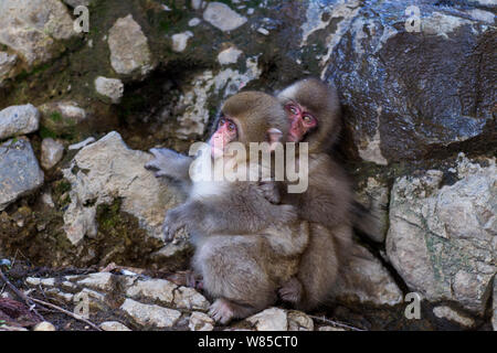 Macaque giapponese (Macaca fuscata) i bambini a giocare. Jigokudani Yean-Koen National Park, Giappone, febbraio. Foto Stock