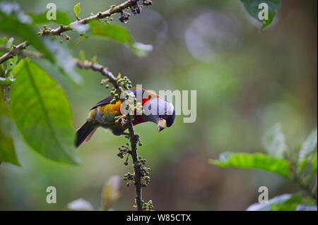 Toucan Barbet (Semnornis ramphastinus) Choco, Ecuador. Foto Stock