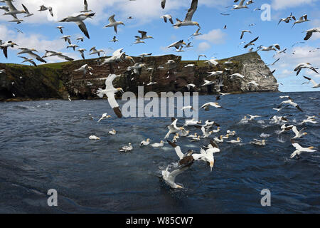 Sule (Morus bassanus) alimentazione su fondali di sgombro off Noss, Shetland, Scozia, Giugno. Foto Stock