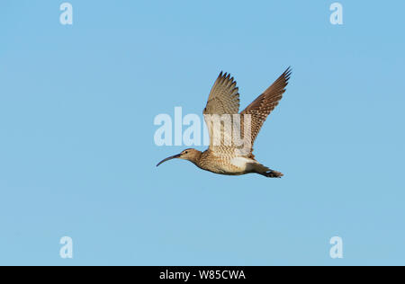 Whimbrel (Numenius phaeopus) in volo, Shetland, Scozia, Giugno. Foto Stock