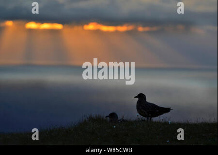 Grande Skua (Stercorarius skua) Coppia a nido in tarda serata a Hermaness, Unst, Shetland, Scozia, Giugno. Foto Stock