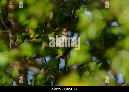 Nightingale (Luscinia megarhynchos) nella canzone, North Norfolk, Inghilterra, Regno Unito, maggio. Foto Stock