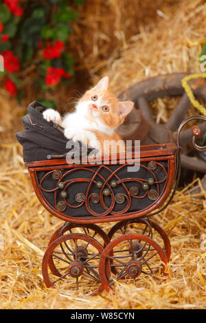 British Shorthair Cat, gattino invecchiato di dieci settimane (rosso-bianco colorazione) Foto Stock