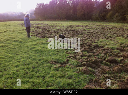 Persona con Border Collie cane esaminando Badger (Meles meles) danni in pascolo, Sussex England, Regno Unito, Agosto 2012. Foto Stock