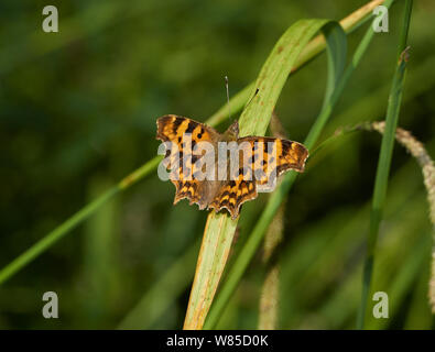 Virgola butterfly (Polygonia c-album) Sussex, England, Regno Unito, Luglio. Foto Stock