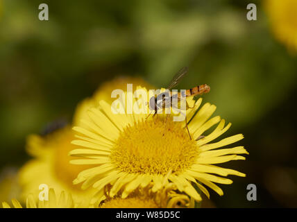 Hoverfly (Syrphus vitripennis) sul fiore, Sussex, England, Regno Unito, Agosto. Foto Stock