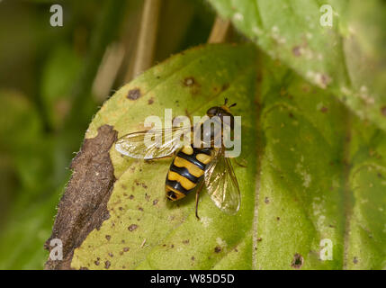 Hoverfly (Syrphus vitripennis) Sussex, England, Regno Unito, Settembre. Foto Stock