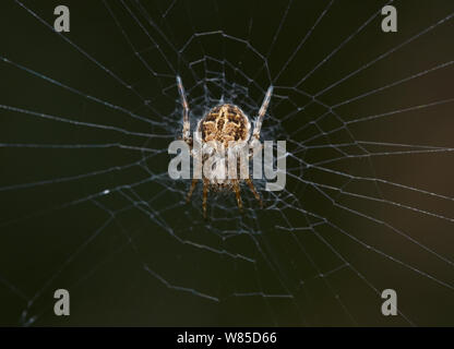 Orb-weaver spider (Agalenatea redii) Sussex, England, Regno Unito, ottobre. Foto Stock