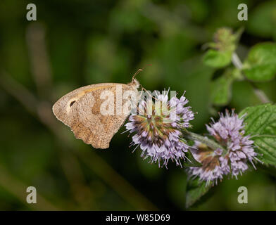 Prato farfalla marrone (Maniola jurtina) Sussex, England, Regno Unito, Agosto. Foto Stock