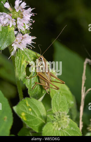 Roesel's bush cricket (Metrioptera roeselii) maschio. Sussex, England, Regno Unito, Agosto. Foto Stock