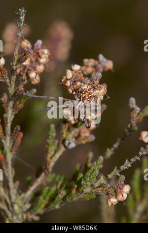 Esecuzione di ragno granchio (Philodromus histrio) Sussex, England, Regno Unito, Settembre. Foto Stock