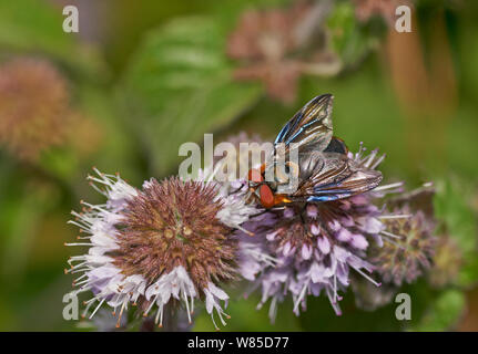 Tachinid fly (Alophora hemiptera) specie di parassiti. Sussex, England, Regno Unito, Agosto. Foto Stock