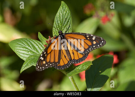Farfalla monarca (Danaus plexippus) maschio, Florida, Stati Uniti d'America, febbraio. Foto Stock