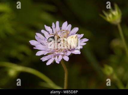 Il ragno granchio (Thomisidae) con bee preda, Corfù, Grecia, maggio. Foto Stock