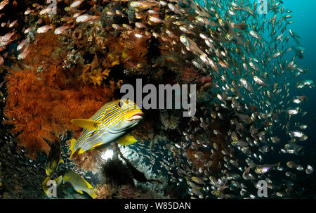 Giallo-nastro (sweetlip Plectorhinchus polytaenia) nuoto passato secca di pesci più piccoli, Raja Ampat, Papua occidentale, in Indonesia, Oceano Pacifico. Foto Stock