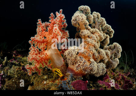 Coralli molli (Dendronephthya sp) Raja Ampat, Papua occidentale, in Indonesia, Oceano Pacifico. Foto Stock