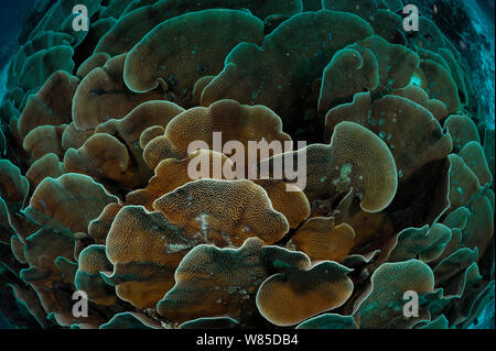 Piccolo polipo sassoso corallo Montipora (sp) piastre, Raja Ampat, Papua occidentale, in Indonesia, Oceano Pacifico. Foto Stock