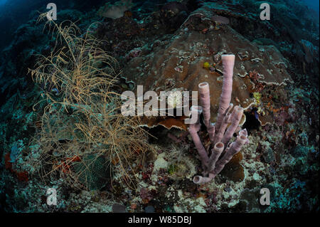 Coral Reef a 30m di profondità con corallo nero (Antipathes dichotoma) sinistro e il tubo (spugna Haliclona / Kallypilidion sp) sulla destra, Raja Ampat, Papua occidentale, in Indonesia, Oceano Pacifico. Foto Stock