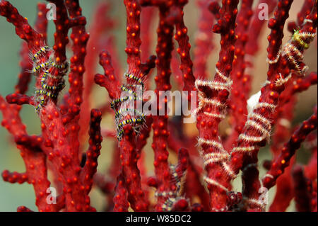 Tiny Brittlestars Ophiothrix (sp) avvolto intorno i rami di corallo ventola, Raja Ampat, Papua occidentale, in Indonesia, Oceano Pacifico. Foto Stock