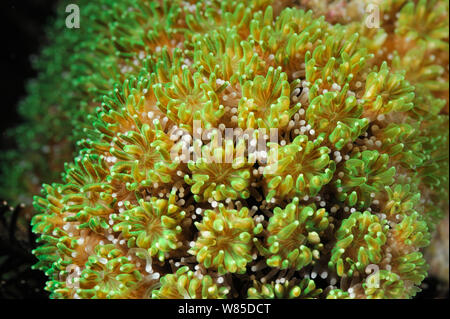 Stelle coral (Astroides calycularis) Raja Ampat, Papua occidentale, in Indonesia, Oceano Pacifico. Foto Stock