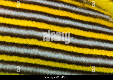 Giallo-nastro (sweetlip Plectorhinchus polytaenia) close up di strisce, Raja Ampat, Papua occidentale, in Indonesia, Oceano Pacifico. Foto Stock