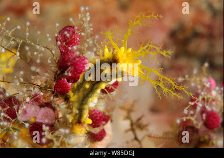 Giallo mare cetriolo (Colochirus robustus) sulla barriera corallina, Raja Ampat, Papua occidentale, in Indonesia, Oceano Pacifico. Foto Stock