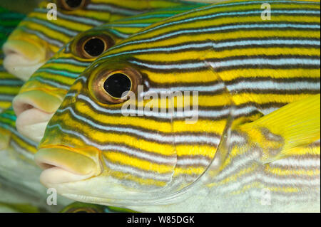 Tre nastro giallo sweetlips (Plectorhinchus polytaenia) parte di una secca, Raja Ampat, Papua occidentale, in Indonesia, Oceano Pacifico. Foto Stock