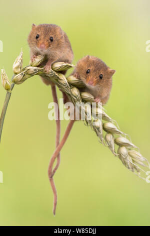 Harvest topi (Micromys minutus) due sul grano, UK, Giugno, captive. Foto Stock