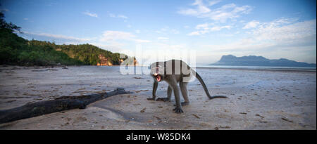 Lunga coda Macaque (Macaca fascicularis) capretti minaccia maschio sbadigli - ampio angolo di prospettiva. Bako National Park, Sarawak, Borneo Malese. Foto Stock