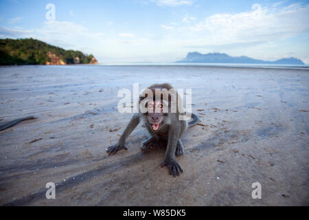 Lunga coda Macaque (Macaca fascicularis) capretti maschile di età compresa tra 18-24 mesi minaccia sbadigli - ampio angolo di prospettiva. Bako National Park, Sarawak, Borneo Malese. Foto Stock