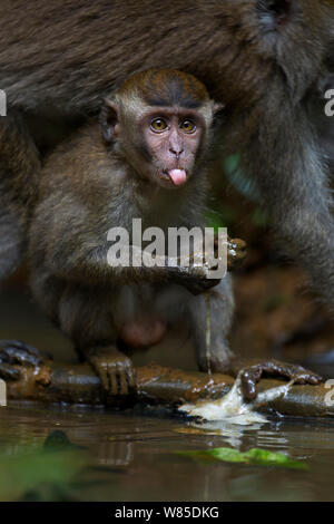 Lunga coda Macaque (Macaca fascicularis) bambini di età compresa tra i 12-18 mesi l'alimentazione sulle uova di Rana trovata in una piccola piscina. Bako National Park, Sarawak, Borneo Malese. Mar 2010. Foto Stock