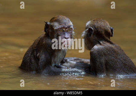 Lunga coda Macaque (Macaca fascicularis) novellame giocando in una piscina di acqua. Bako National Park, Sarawak, Borneo Malese. Foto Stock