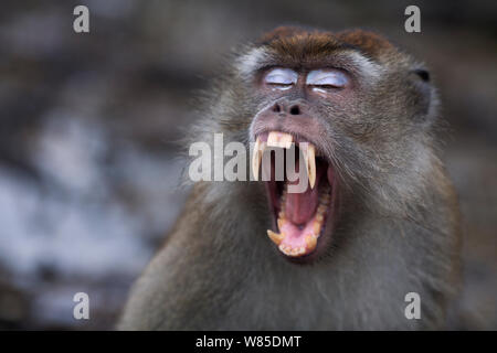 Lunga coda Macaque (Macaca fascicularis) maschio minaccia sbadigli per avvertire i potenziali aggressori. Bako National Park, Sarawak, Borneo Malese. Mar 2010. Foto Stock