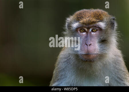 Lunga coda Macaque (Macaca fascicularis) ritratto maschile. Bako National Park, Sarawak, Borneo Malese. Mar 2010. Foto Stock