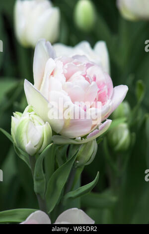 Bianco Rosa famiglia tulip con tre gemme in primavera nel giardino durante il giorno. Close-up Foto Stock