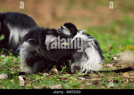 Est in bianco e nero (Colobus Colobus guereza) scimmie giocare combattimenti. Kakamega Forest National Reserve, provincia occidentale, Kenya Foto Stock