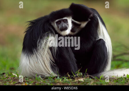 Est in bianco e nero (Colobus Colobus guereza) scimmie toelettatura. Kakamega Forest National Reserve, provincia occidentale, Kenya Foto Stock