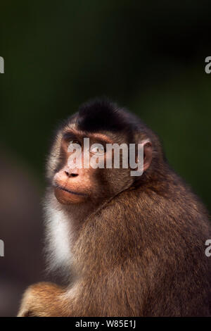 Southern o Sunda Pig-coda Macaque (Macaca nemestrina) ritratto femminile. Selvaggia ma utilizzato per essendo alimentato da persone locali. Gunung Leuser National Park, Sumatra, Indonesia. Foto Stock