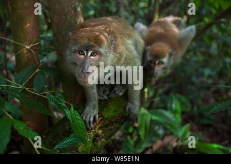 Long-tailed o Macachi mangiatori di granchi (Macaca fascicularis), giovani maschi il peering con curiosità. Gunung Leuser National Park, Sumatra, Indonesia. Foto Stock