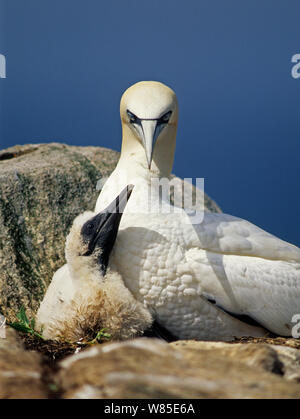 Gannett (Morus bassanus) con ceci su Bass Rock, Firth of Forth, est della Scozia, Regno Unito. Foto Stock