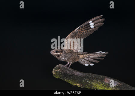 Nightjar europea (Caprimulgus europaeus) maschio sulla canzone pesce persico, Norfolk, Inghilterra, Regno Unito. Luglio. Foto Stock