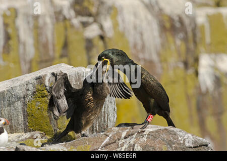 Marangone dal ciuffo (phalacrocorax aristotelis) uccello inanellato con colore anello lettera regurgitating cibo per ben cresciute pulcino. Isole farne, Northumberland, England, Regno Unito, Luglio. Foto Stock