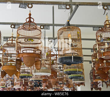 Oriental bianco-occhi (Zosterops palpebrosus) in gabbie, a regolare i detentori di uccelli riunione a Singapore, luglio 2011. Foto Stock