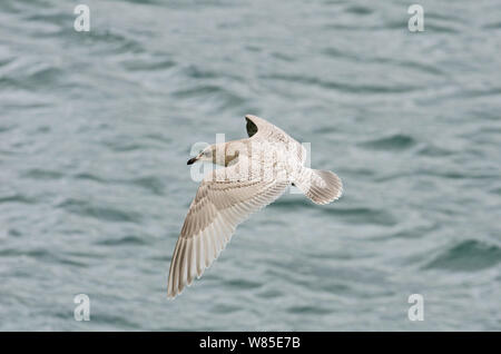 Kumlien&#39;s gabbiano (Larus glaucoides kumlieni) capretti in primo inverno, Ardglass Harbour, County Down, Irlanda del Nord, febbraio. Foto Stock