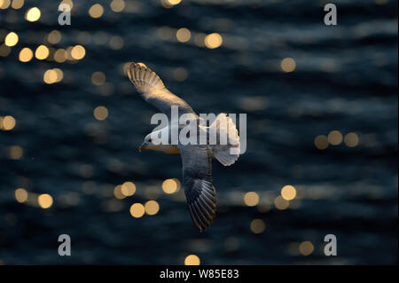 Northern Fulmar ( Fulmarus glacialis) volare lungo la scogliera in testa Sumburgh Shetland, Scotland, Regno Unito. nella luce della sera giugno Foto Stock