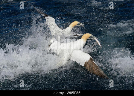 Northern sule (Morus bassanus) alimentazione su sgombri, Noss, Shetland, Scozia, Giugno. Foto Stock