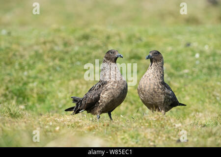 Grande stercorari (Stercorarius skua), Unst Shetland Scozia, Regno Unito, Giugno. Foto Stock