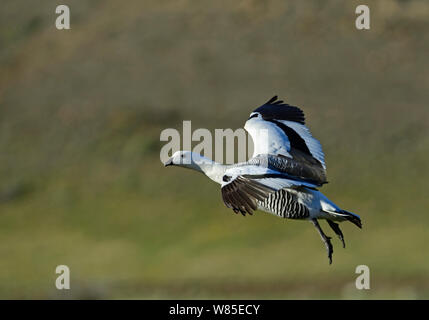 Altopiano di oca o di Magellan Goose (Chloephaga picta) maschio, Torres del Paine National Par,k Patagonia, Cile Foto Stock